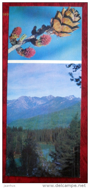 trees _12 - Siberia blooms - 1973 - Russia USSR - unused - JH Postcards