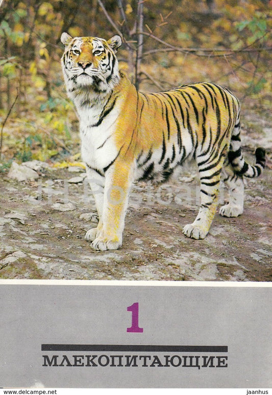 Siberian Tiger - Panthera tigris altaica - animals - 1989 - Russia USSR - unused - JH Postcards