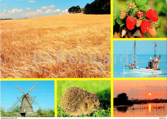 Hilsen fra Danmark - boat - ship - windmill - animals - hedgehog - berries - multiview - 1992 - Denmark - used - JH Postcards