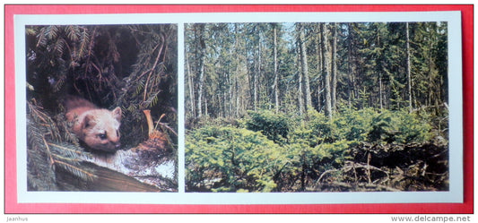 Sable , Martes zibellina - Taiga - Pechora-Ilych Nature Reserve - Komi Republic - 1982 - Russia USSR - unused - JH Postcards