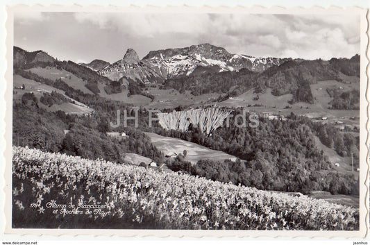 Champ de Narcisses et Rochers de Naye - 1784 - Switzerland - 1958 - used - JH Postcards