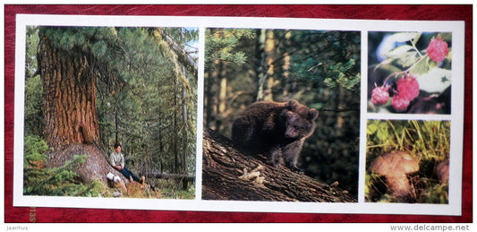 Cedar Taiga - bear - mushrooms - raspberry - Barguzinsky Nature Reserve - near lake Baikal - 1975 - Russia USSR - unused - JH Postcards