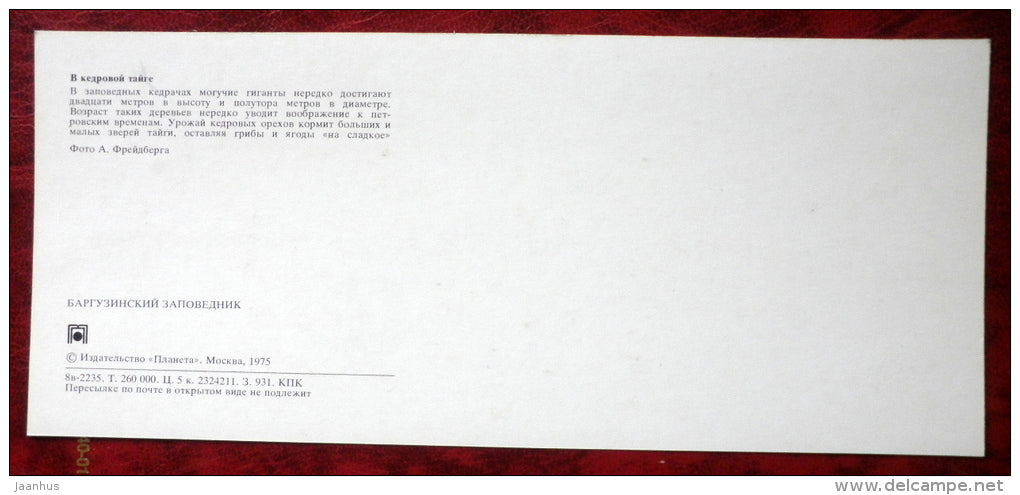 Cedar Taiga - bear - mushrooms - raspberry - Barguzinsky Nature Reserve - near lake Baikal - 1975 - Russia USSR - unused - JH Postcards
