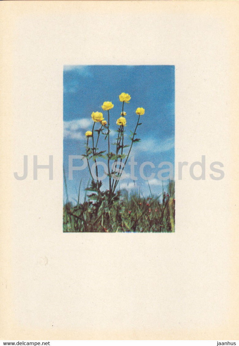 Globeflower - Trollius europaeus - plants - flowers - Latvia USSR - unused - JH Postcards