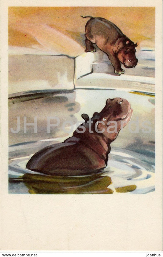 Hippopotamus - animals - illustration - 1969 - Russia USSR - unused - JH Postcards