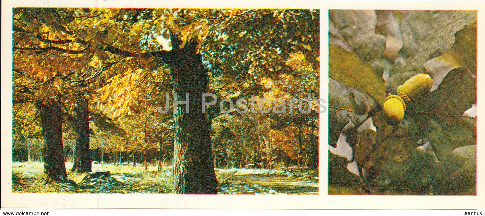 Oak Grove - Forest Wealth - 1981 - Russia USSR - unused - JH Postcards