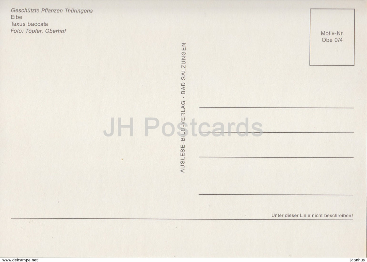 English Yew - Taxus baccata - Geschutzte Pflanzen - Protected plants - DDR Germany - unused