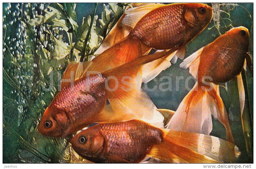 Gold Veil Angelfish - Aquarium Fish - Russia USSR - 1971 - unused - JH Postcards