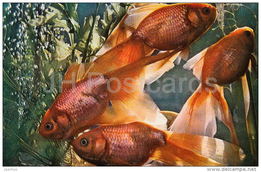 Gold Veil Angelfish - Aquarium Fish - Russia USSR - 1971 - unused - JH Postcards