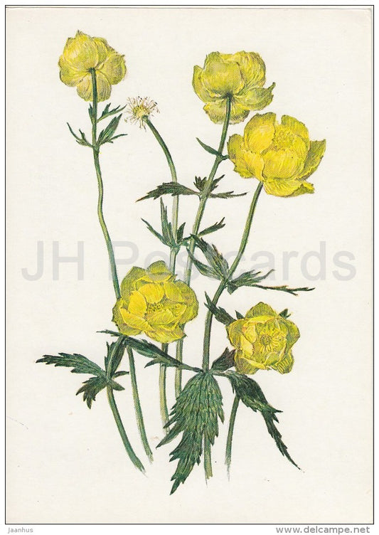 Globeflower - Trollius europaeus - Plants under protection - 1981 - Russia USSR - unused - JH Postcards
