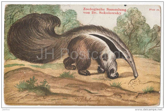 illustration - Zoologische Sammlung von Dr. Sokolowsky - Ameisenbär - Anteater - Myrmecophaga jubata - used - JH Postcards