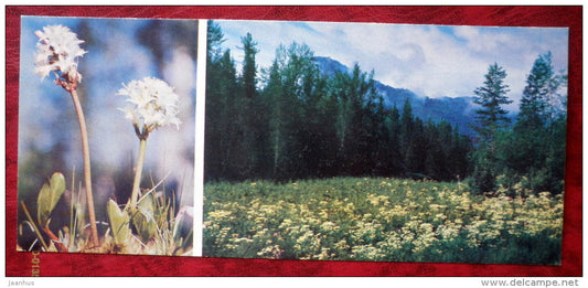 flowers _13 - Siberia blooms - 1973 - Russia USSR - unused - JH Postcards