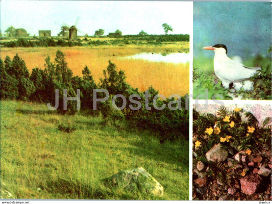 The Caspian tern - Hydroprogne caspia - Silverweed - Potentilla anserina - birds - plants - 1977 - Estonia USSR - unused - JH Postcards