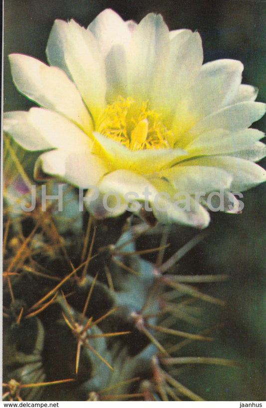 Gymnocalycium gibbosum - cactus - flowers - 1974 - Russia USSR - unused - JH Postcards