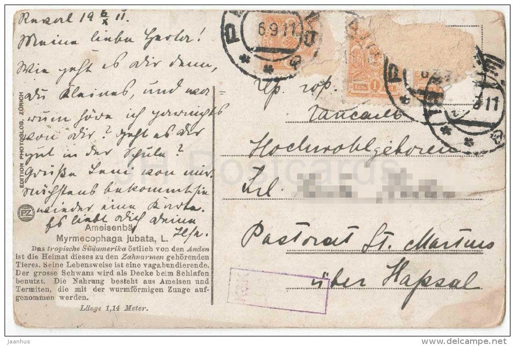 illustration - Zoologische Sammlung von Dr. Sokolowsky - Ameisenbär - Anteater - Myrmecophaga jubata - used - JH Postcards