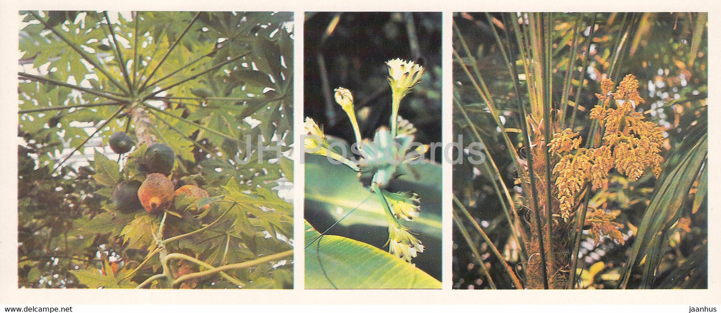 Papaya - Peruvian apple cactus - Chinese windmill palm - Siberian Botanical Garden - 1985 - Russia USSR - unused - JH Postcards