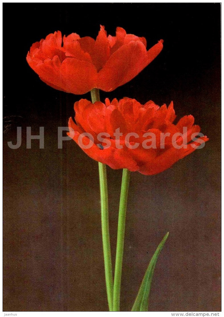 Miranda - Tulip - 1986 - Russia USSR - unused - JH Postcards