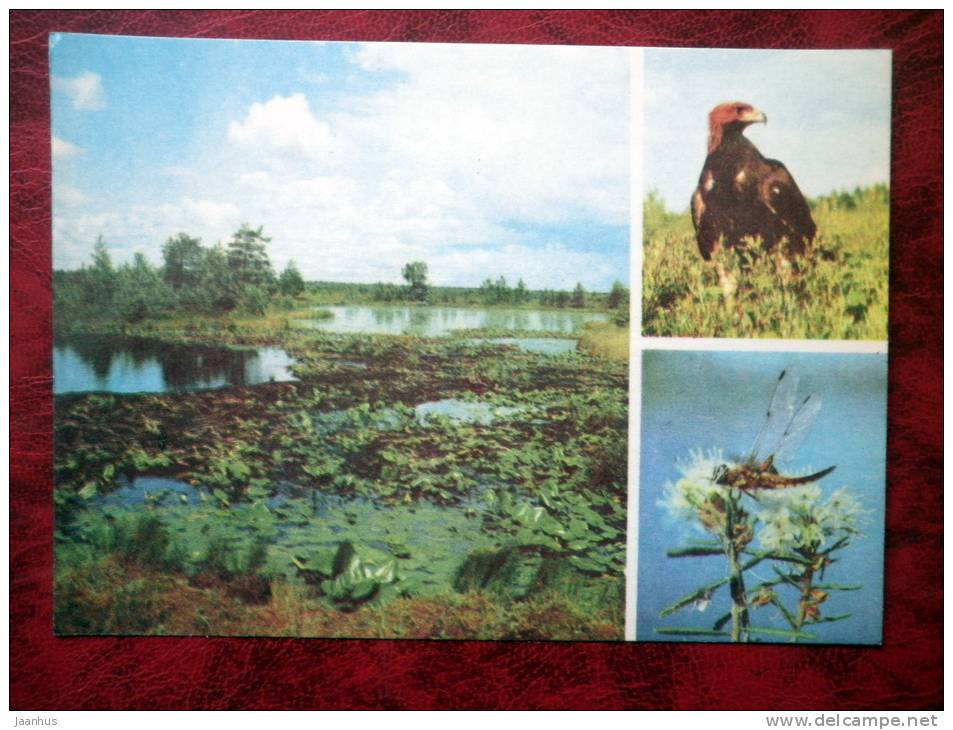 Estonian Nature - bog in summer, golden eagle - birds - USSR - 1977 - unused - JH Postcards