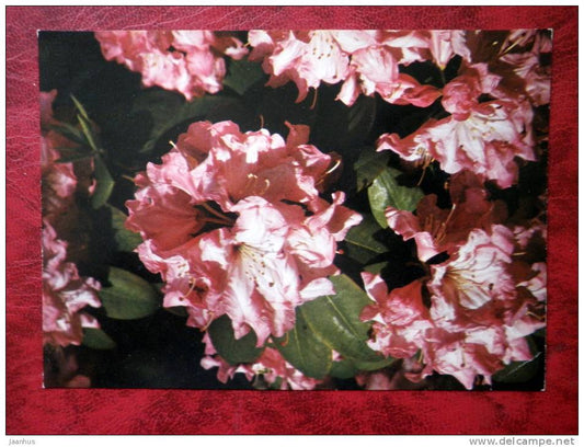 rhododendron - Panenka -  flowers - Czechoslovakia - unused - JH Postcards