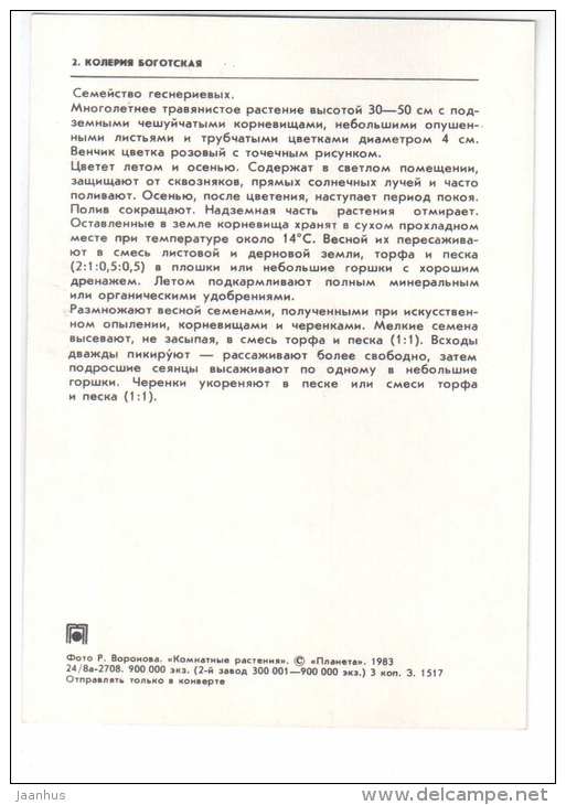 Kohleria - Kohleria bogotensis - houseplants - flowers - 1983 - Russia USSR - unused - JH Postcards
