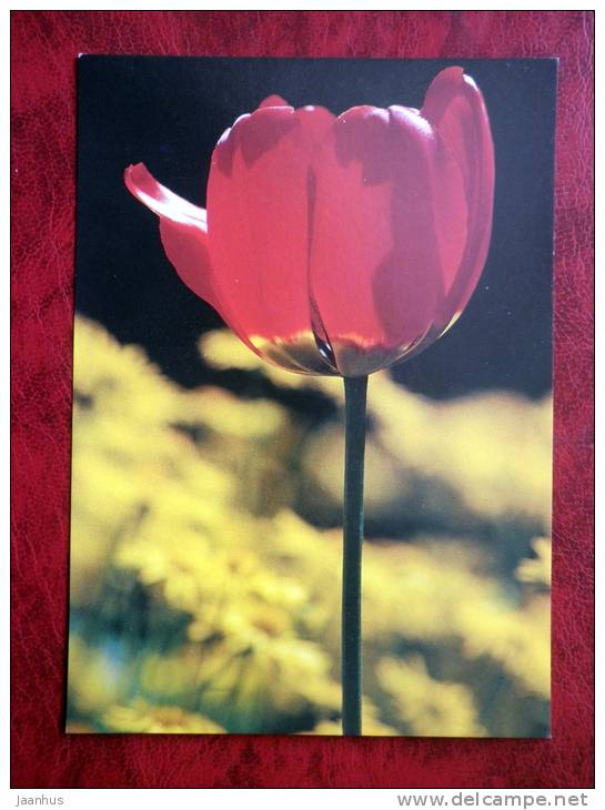 Tulip - flowers - Finland - unused - JH Postcards