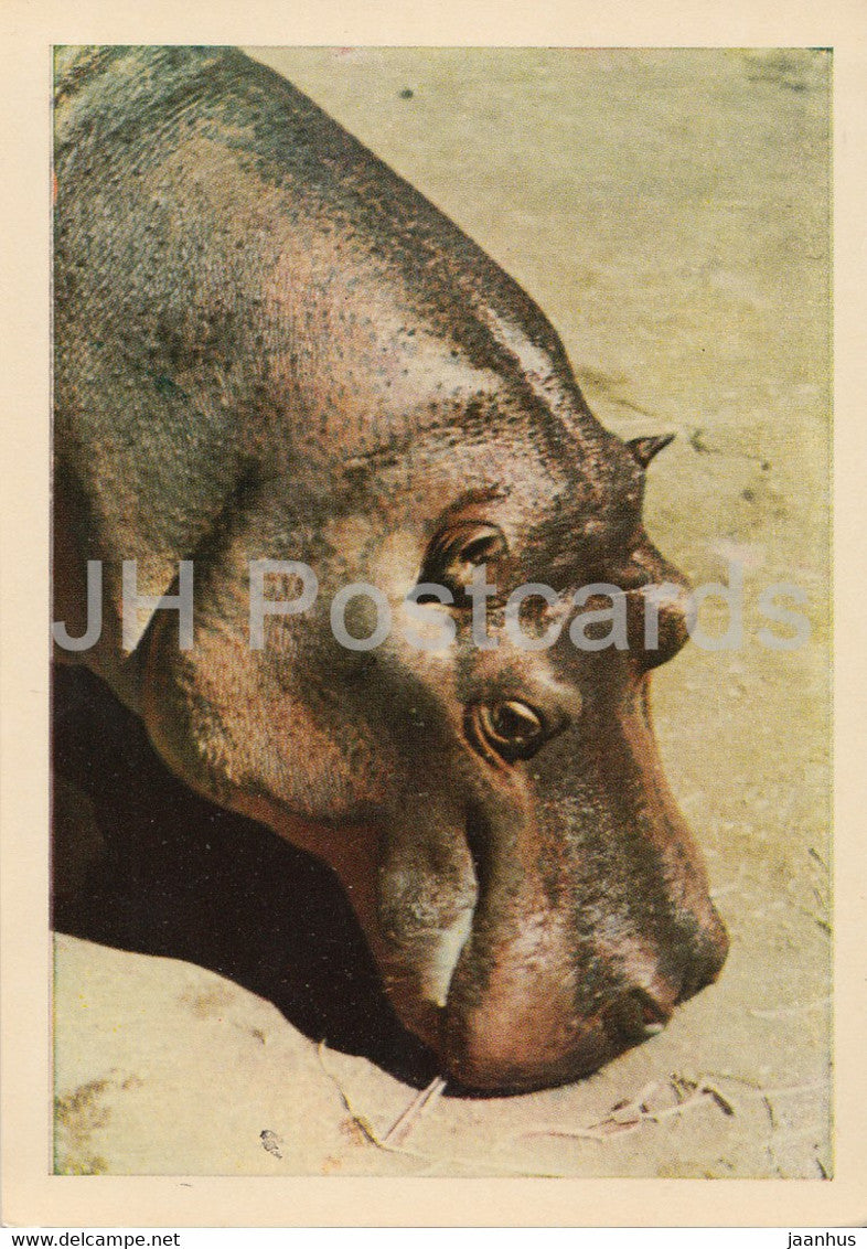 Riga Zoo - Hippopotamus - Latvia USSR - unused - JH Postcards
