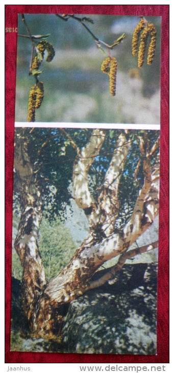 trees _14 - birch - Siberia blooms - 1973 - Russia USSR - unused - JH Postcards
