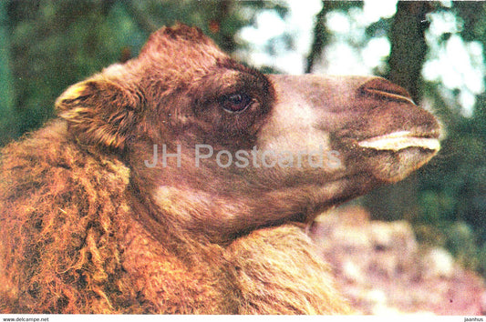 Bactrian camel - Camelus bactrianus - Moscow Zoo - animals - 1973 - Mexico - unused - JH Postcards
