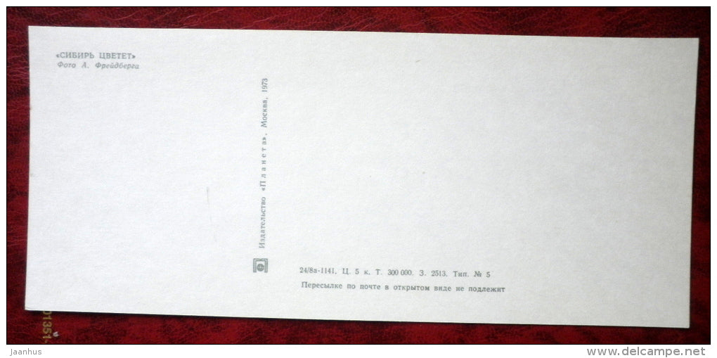 trees _14 - birch - Siberia blooms - 1973 - Russia USSR - unused - JH Postcards