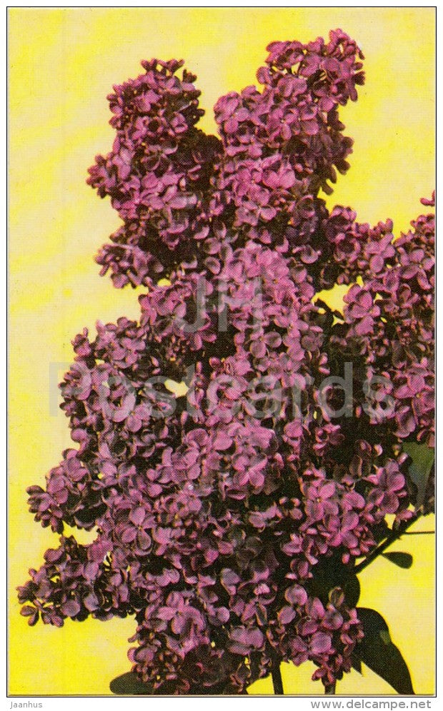 Red Moscow - Lilac - 1982 - Russia USSR - unused - JH Postcards