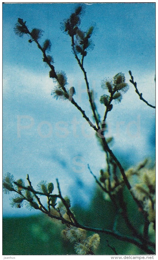 Blooming Willow - tree - Flowers of Russia - 1972 - Russia USSR - unused - JH Postcards