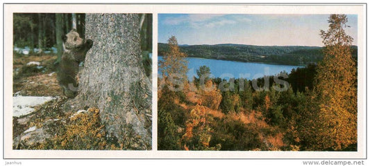 forest - lake - bear - Karelia - Karjala - 1985 - Russia USSR - unused - JH Postcards