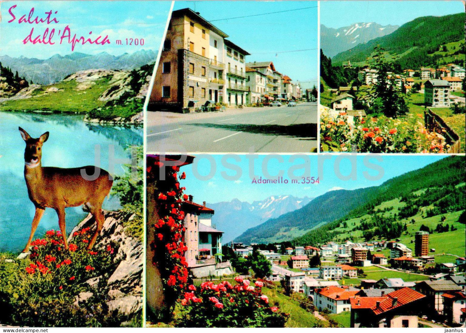 Saluti dall'Aprica 1200 m - Adamello - deer - animals - multiview - 0255 - Italy - used - JH Postcards