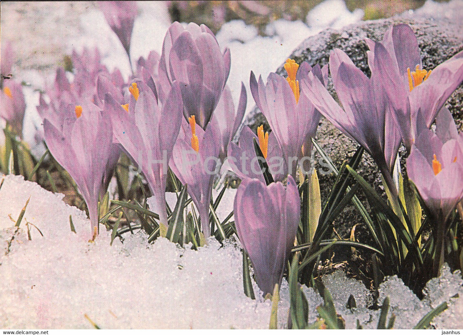 Early Crocus - flowers - plants - Bulgaria - unused - JH Postcards
