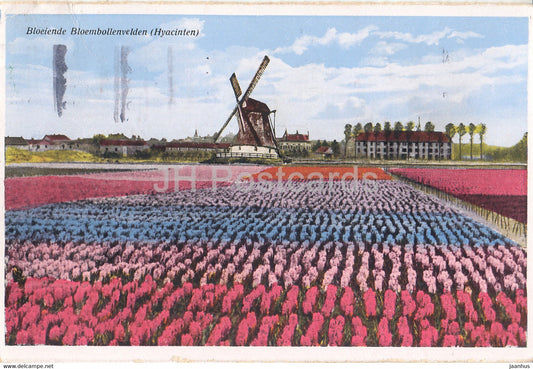 Bloeiende Bloembollenvelden - Hyacinten - windmill - old postcard - 1935 - Netherlands - used - JH Postcards