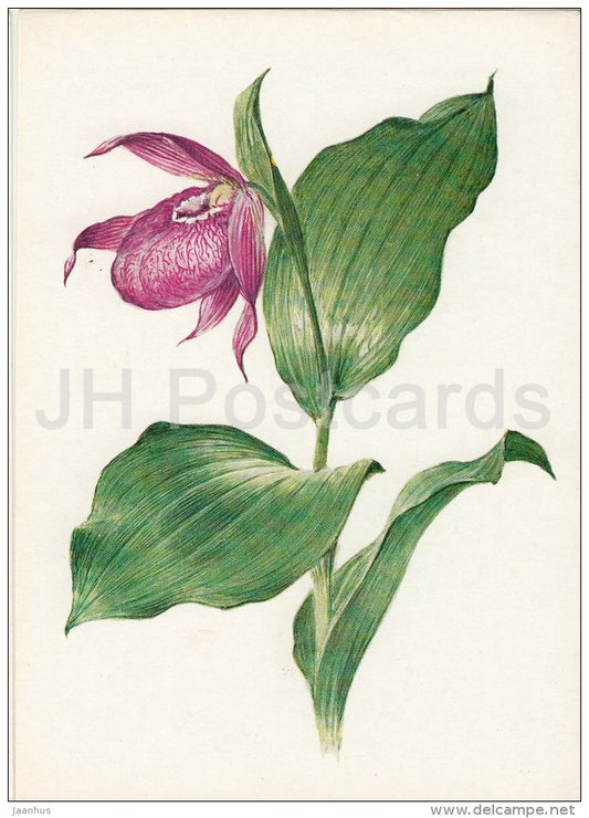 orchid - Cypripedium macranthum - Plants under protection - 1981 - Russia USSR - unused - JH Postcards