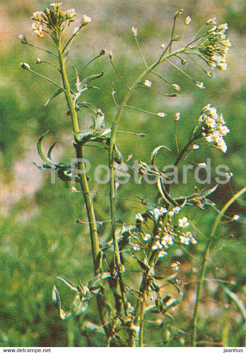 Shepherd's Purse - Capsella bursa-pastoris - Medicinal Plants - 1981 - Russia USSR - unused - JH Postcards