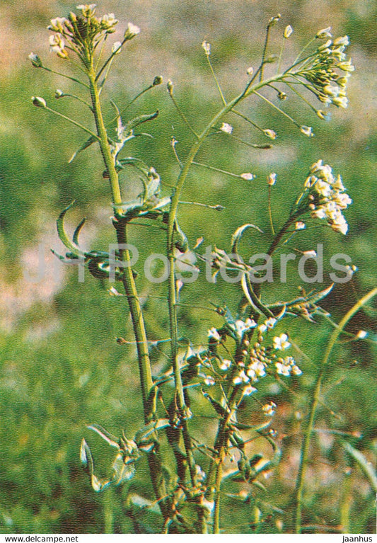 Shepherd's Purse - Capsella bursa-pastoris - Medicinal Plants - 1981 - Russia USSR - unused - JH Postcards