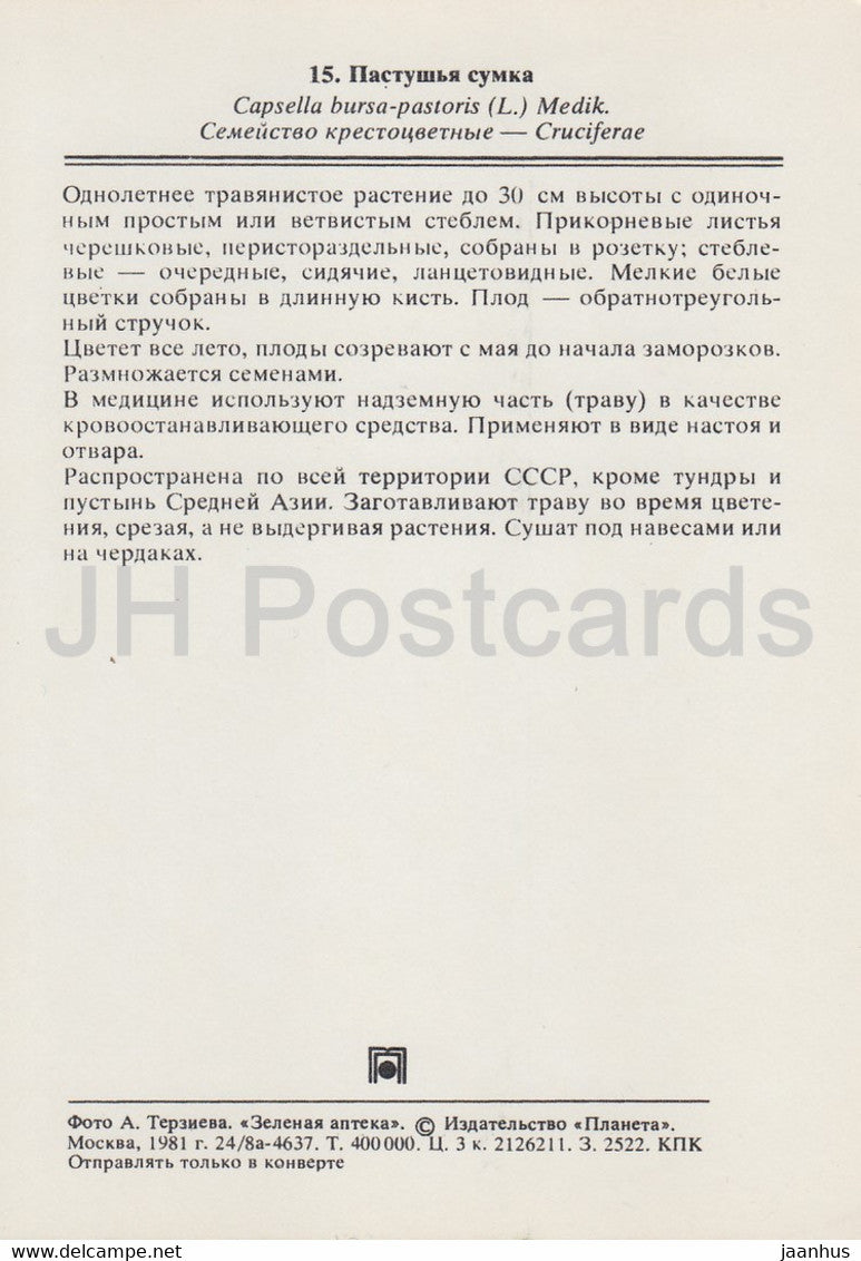 Hirtentäschel - Capsella bursa-pastoris - Heilpflanzen - 1981 - Russland UdSSR - unbenutzt