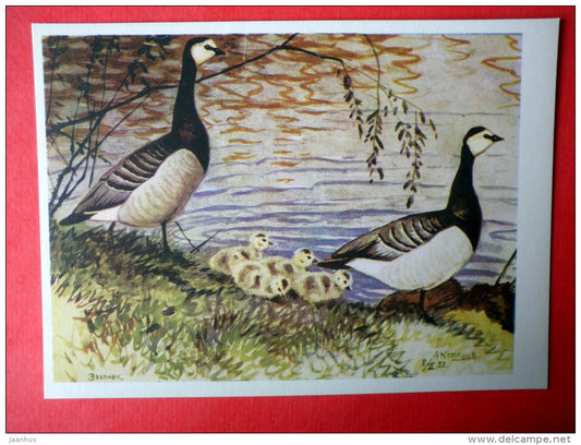 illustration by A. Komarov - Brant Goose - Branta - birds - 1975 - Russia USSR - unused - JH Postcards