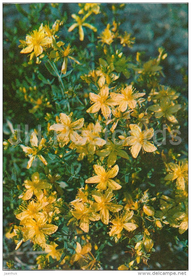 Perforate St John's-wort - Hypericum perforatum - Medicinal Plants - Herbs - 1980 - Russia USSR - unused - JH Postcards