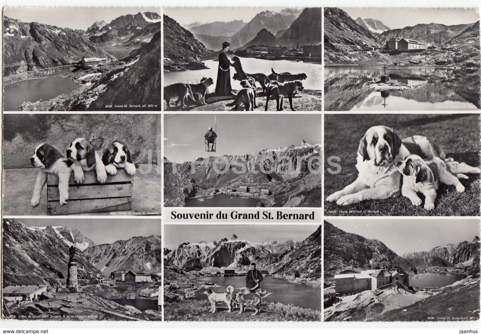 Souvenir du Grand St Bernard - dog - 1961 - Switzerland - used - JH Postcards