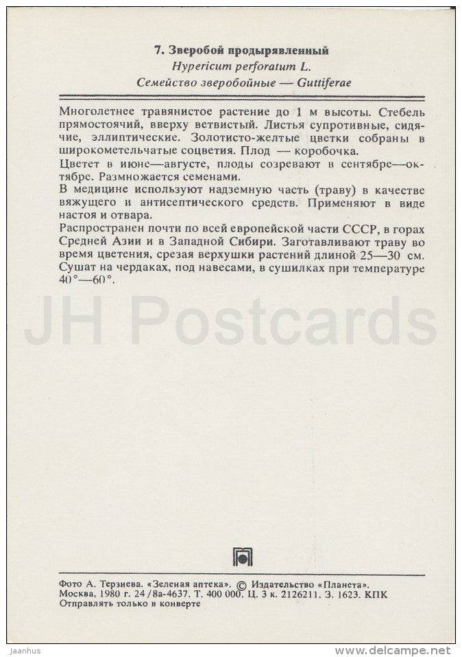 Perforate St John's-wort - Hypericum perforatum - Medicinal Plants - Herbs - 1980 - Russia USSR - unused - JH Postcards