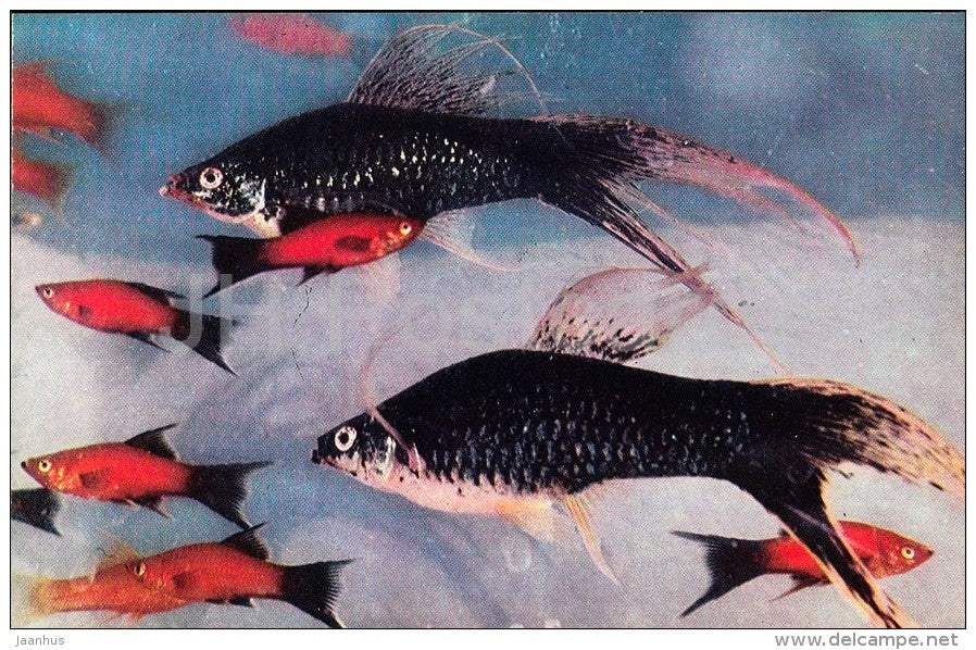 Green swordtail , Xiphophorus hellerii - Aquarium Fish - Russia USSR - 1971 - unused - JH Postcards