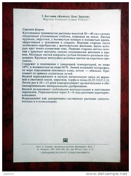 Begonia Comtesse Louise Erdody - flowers - 1987 - Russia - USSR - unused - JH Postcards