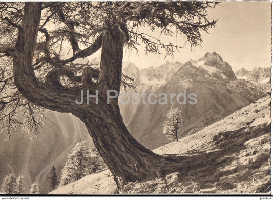 Schweizer Alpenkalender - Die C'ochers d'Arpettaz - 1937 - Switzerland - used - JH Postcards