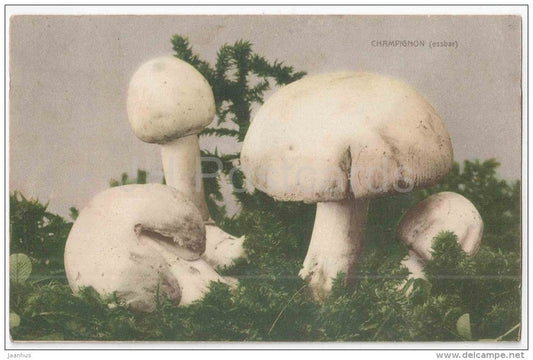 mushroom - Champignon (essbar) - Martin Rommel & Co - circulated in Imperial Russia Wesenberg Reval 1911 - JH Postcards