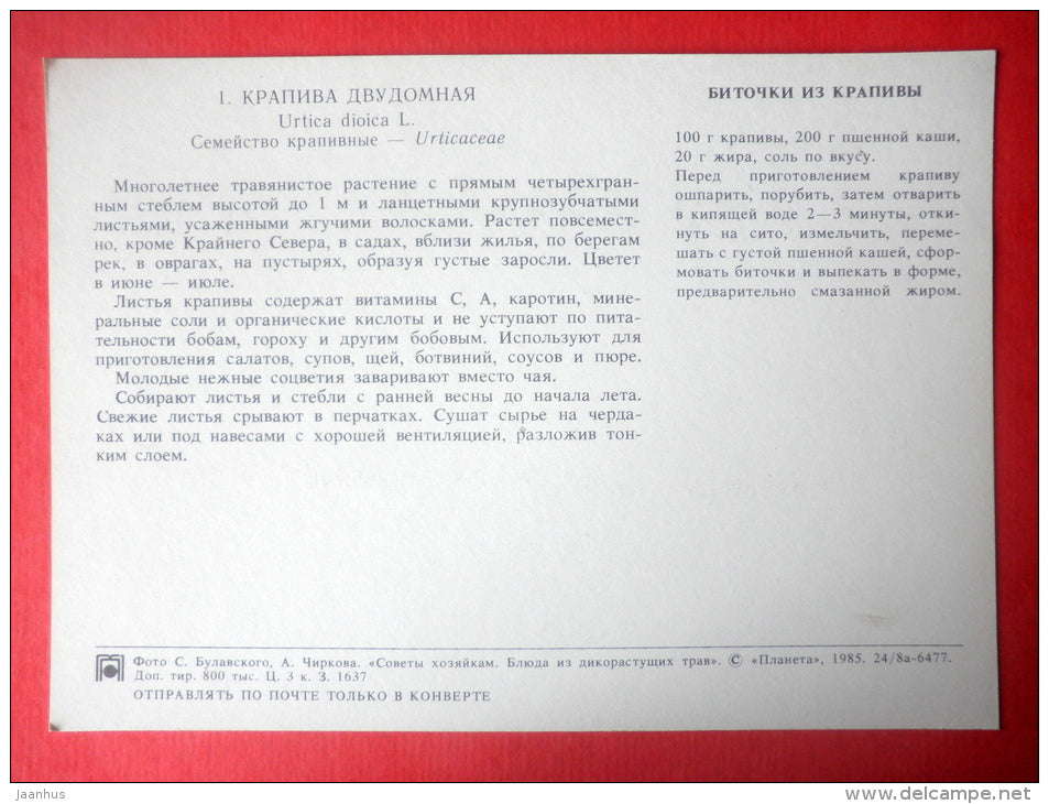 Common Nettle , Urtica dioica - nettle meatballs - Dishes of Wild Herbs - 1985 - Russia USSR - unused - JH Postcards