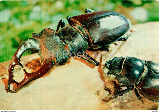 European stag beetle - Lucanus cervus - insects - 1977 - Russia USSR - unused - JH Postcards