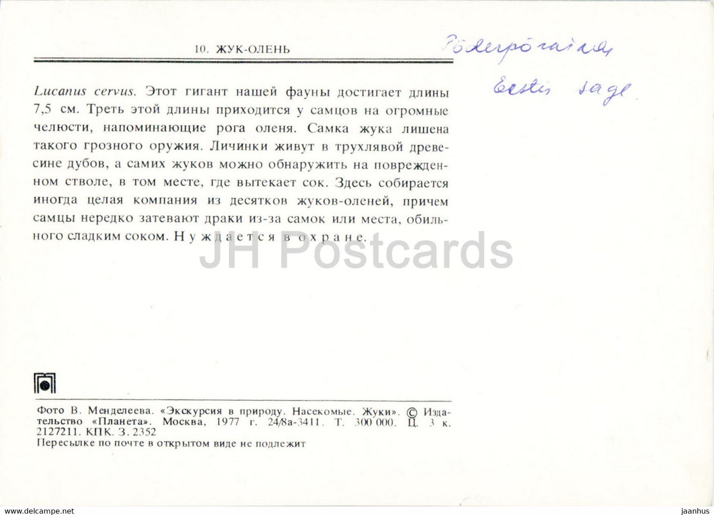 Coléoptère européen - Lucanus cervus - insectes - 1977 - Russie URSS - inutilisé